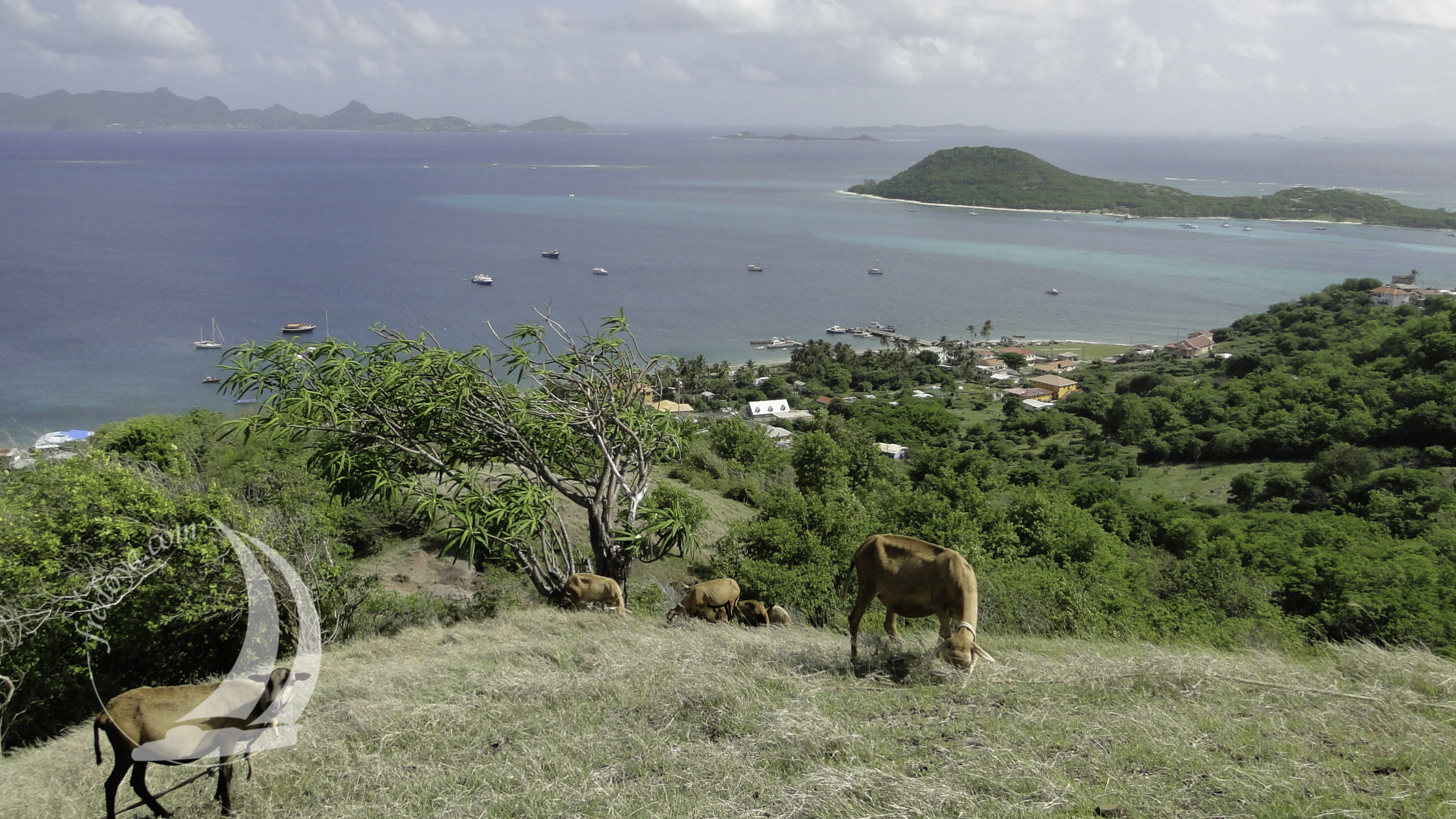 Caraïbes - Grenade - Petite Martinique