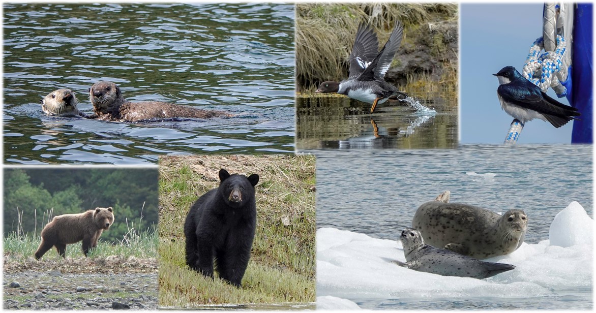 Alaskans' wildlife