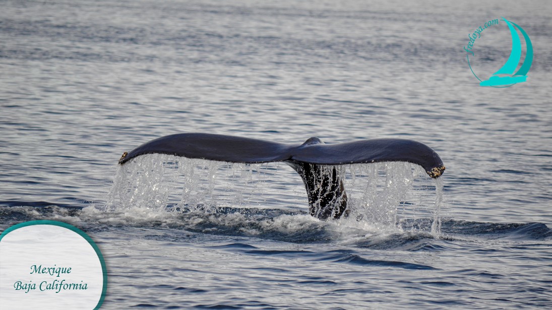 Baleine Mexique Baja California